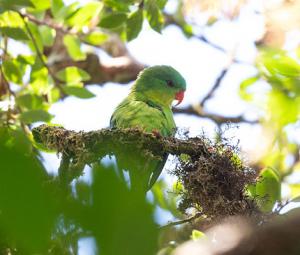 Indonesian parrot, seen once in a century, reappears in mountain forest