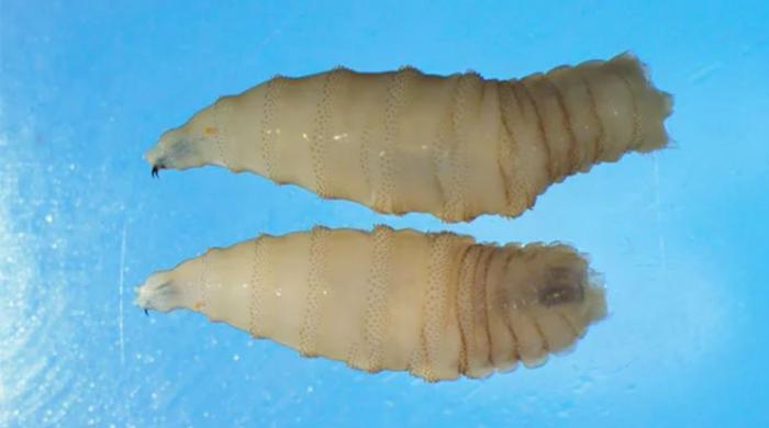Flesh-eating screwworm: What is it, symptoms, how it returned to US after 60 years