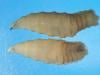 Flesh-eating screwworm: What is it, symptoms, how it returned to US after 60 years