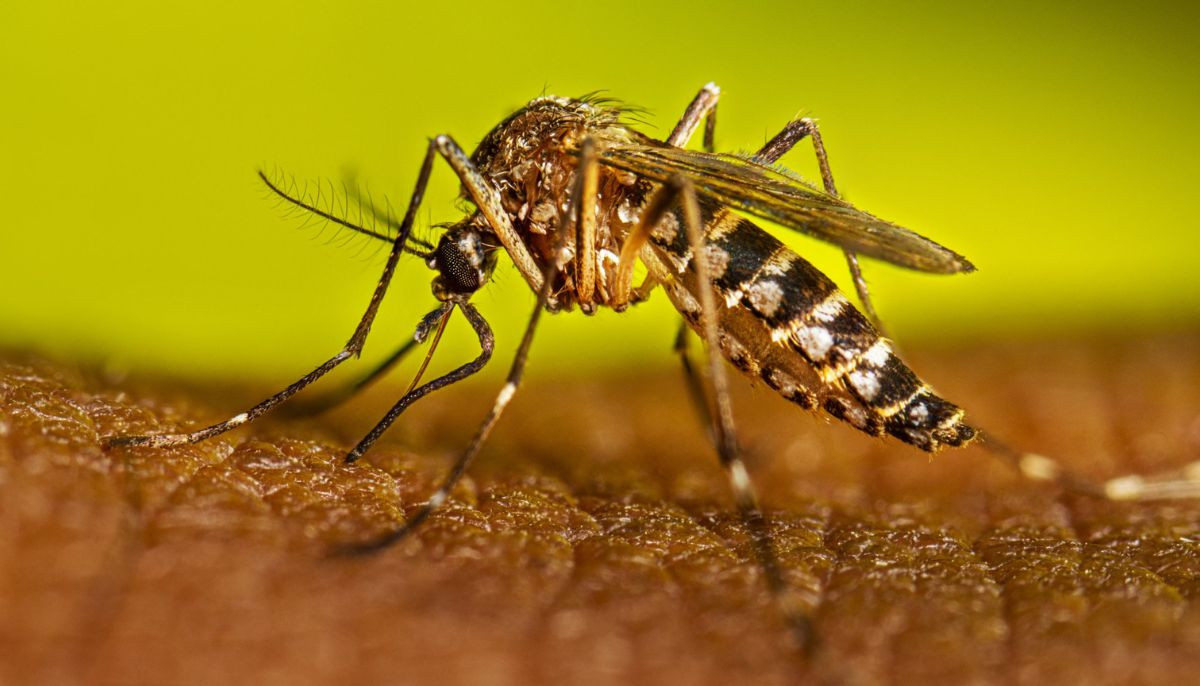 Secret Pentagon files reveal US military tested use of 'killer mosquitoes' as biological weapons