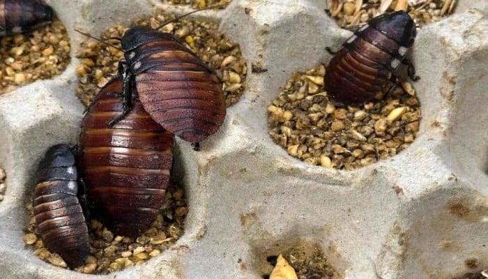A handout photo taken on 26 May 2026 and received on 5 June 2026 from the Australian Department of Climate Change, Energy, Environment and Water (DCCEEW) shows some of the 100,000 contraband cockroaches found in a raid on a commercial breeder in the town of Bathurst, west of Sydney, Australia. — AFP