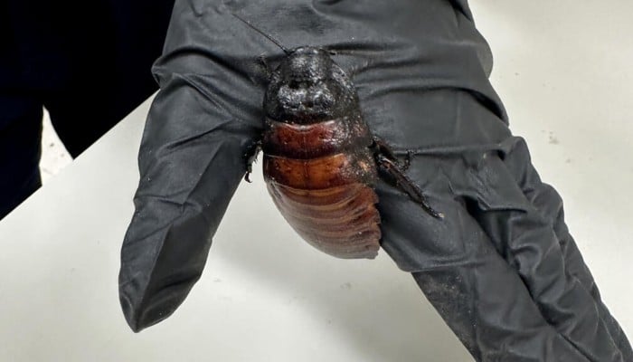 One of the 100,000 contraband cockroaches found in a raid on a commercial breeder in the town of Bathurst, west of Sydney, Australia. — AFP