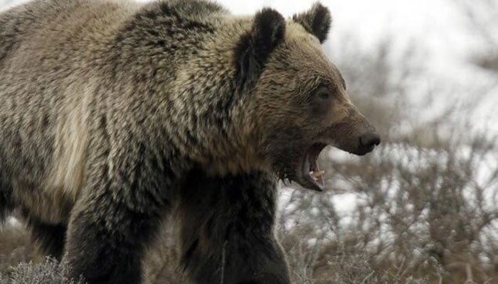 A grizzly bear roams through the Hayden Valley in Yellowstone National Park in Wyoming.— Reuters/File