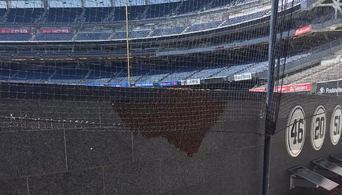 Morgan Wallen Pittsburgh concert had uninvited ‘buzz': 15,000 bees swarm stadium 
