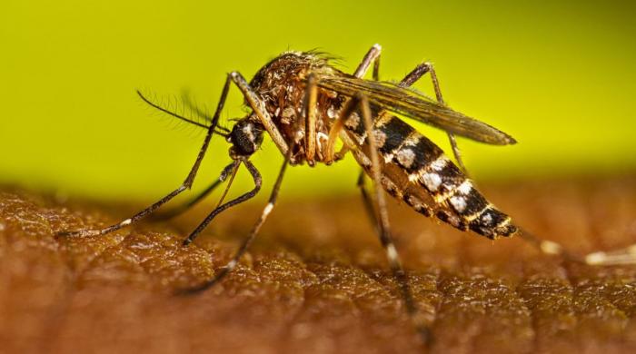 Secret Pentagon files reveal US military tested use of 'killer mosquitoes' as biological weapons