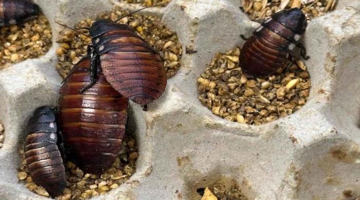 Australia seizes 100,000 cockroaches in bug-breeder bust