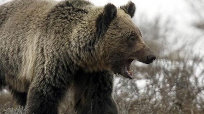 'Extremely intelligent' bear at large in Japan after hurting four
