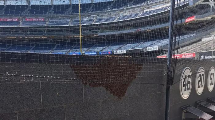 Morgan Wallen Pittsburgh concert had uninvited ‘buzz': 15,000 bees swarm stadium 