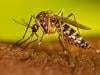 Secret Pentagon files reveal US military tested use of 'killer mosquitoes' as biological weapons