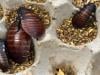 Australia seizes 100,000 cockroaches in bug-breeder bust