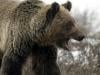 'Extremely intelligent' bear at large in Japan after hurting four
