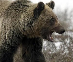 'Extremely intelligent' bear at large in Japan after hurting four