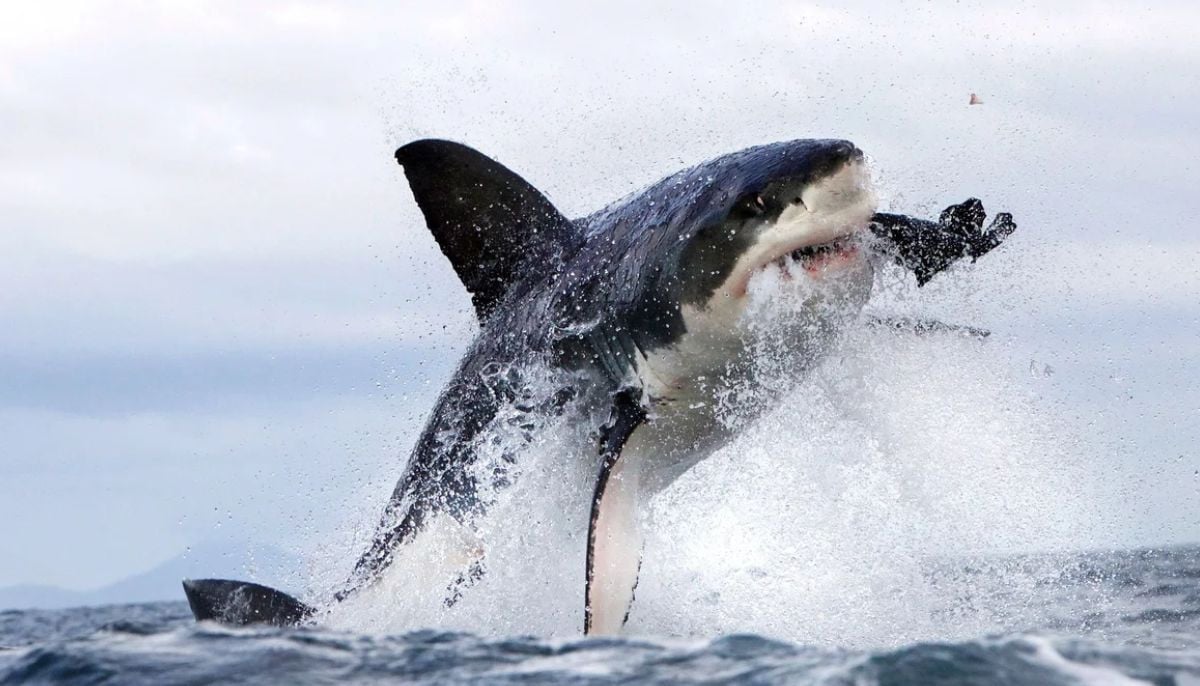 Shark attack fatalities surge in western Australia as third victim dies in four weeks