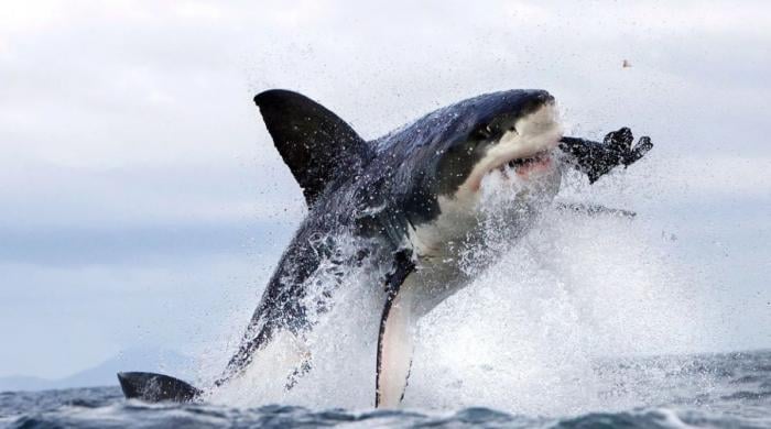 Shark attack fatalities surge in western Australia as third victim dies in four weeks