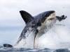 Shark attack fatalities surge in western Australia as third victim dies in four weeks