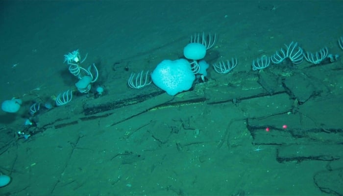 This handout photograph taken by Global TREnD, IDSSE, seven kilometres under the sea on deep seafloor of the Diamantina Zone in Indian Ocean in 2023 and released on June 10, 2026, shows whale bones at the worlds biggest known whale graveyard discovered by Chinese submersible Fendouzhe. — AFP