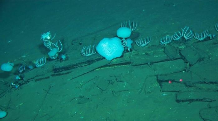 World's largest whale graveyard discovered by Chinese sub