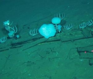 World's largest whale graveyard discovered by Chinese sub