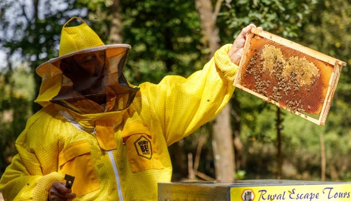 Beekeeper and owner Domagoj Balja inspects honey from the hives in Bee hotel with five stars in Garesnica, Croatia, August 23, 2021. — Reuters
