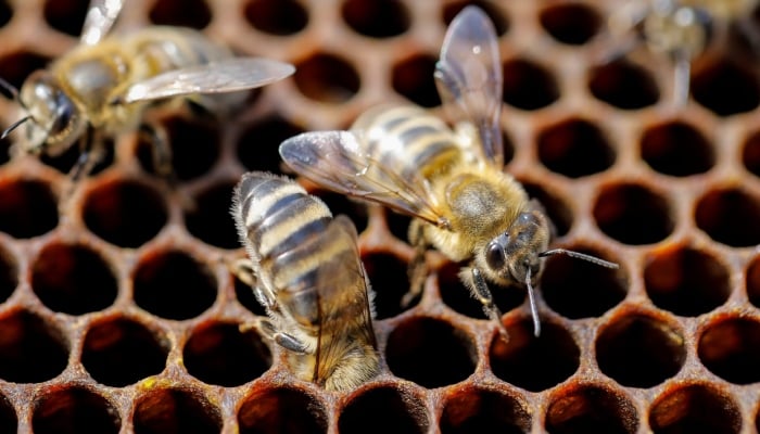 Bees are seen on the frame of a hive in a village of Ripanj near Belgrade, Serbia, April 9, 2019. — Reuters