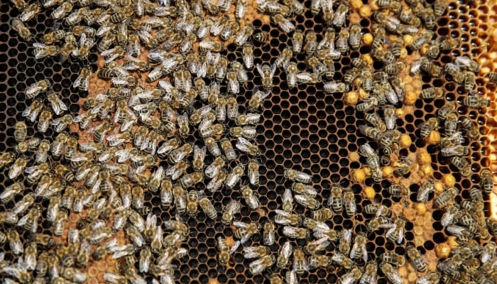 Bees are seen on the frame of a hive in a village of Ripanj near Belgrade, Serbia, April 9, 2019. — Reuters