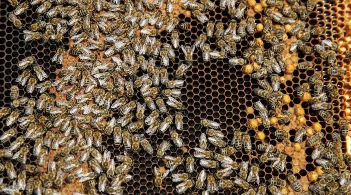 Worker bees build a 'royal palace' for the honeybee queen