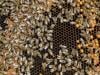Worker bees build a 'royal palace' for the honeybee queen