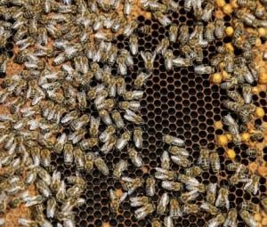 Worker bees build a 'royal palace' for the honeybee queen
