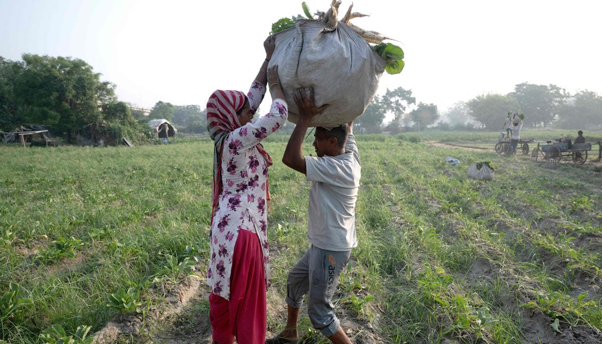 Farmer Bhole Shankar carry a sack of radishes harvested from the fields in approximately 40℃ temperatures, on the Yamuna river floodplains in New Delhi. — AFP
