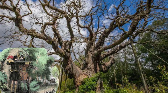 Sherwood Forest's 1,000-year-old Major Oak is dead: have long, dry summers taken their toll?