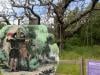 Sherwood Forest's 1,000-year-old Major Oak is dead: have long, dry summers taken their toll?