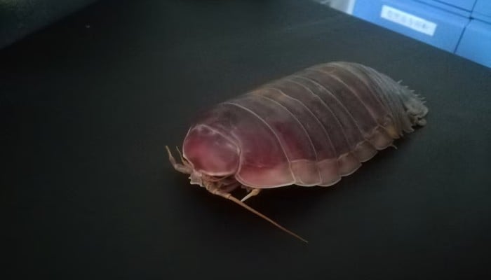 The deep-sea isopod Bathynomus jamesi is seen in this photograph taken in the laboratory of the Institute of Oceanology, Chinese Academy of Science, in Qingdao, China, on October 12, 2020. — Reuters