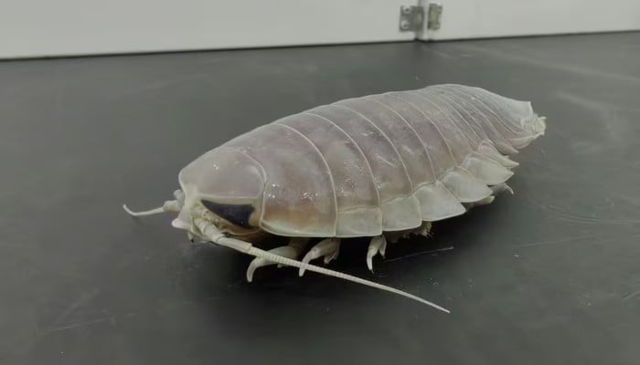 The deep-sea isopod Bathynomus doederleini is seen in this photograph taken in the laboratory of the Institute of Oceanology, Chinese Academy of Science, in Qingdao, China, on May 20, 2026. — Reuters
