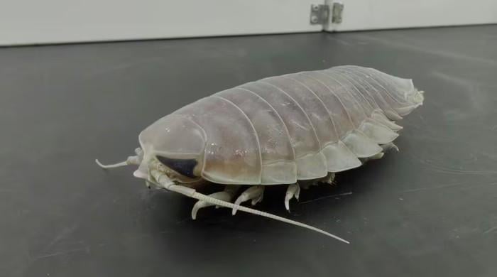 Deep-sea denizens go years without food with clever biological fix