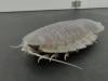 Deep-sea denizens go years without food with clever biological fix