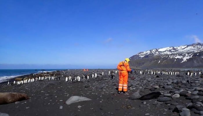 This undated handout photo released by the Australian Antarctic Division on June 18, 2026, shows a wildlife team from the Australian Antarctic Program assessing the site of a mass mortality of southern elephant seals on Heard Island, where a pathogenic strain of bird flu killed more than 13,000 elephant seal pups. — AFP