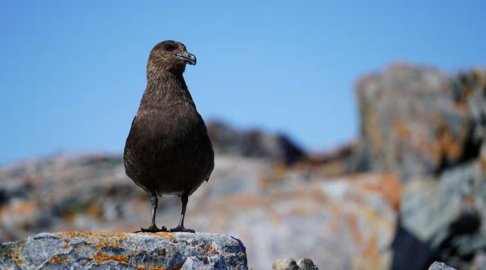 Australia detects first case of contagious H5 bird flu