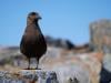 Australia detects first case of contagious H5 bird flu