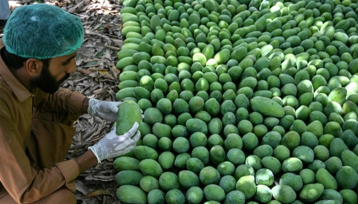 This photograph, taken on June 4, 2026 shows a worker checking the quality of mangoes at an orchard in Hyderabad.  — AFP