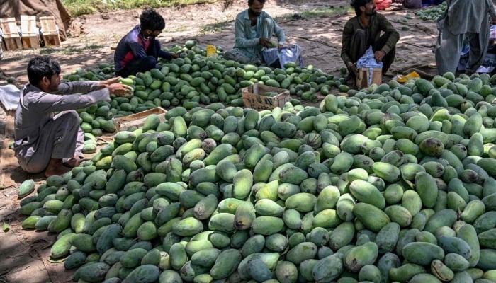 This photograph taken on June 4, 2026 shows workers sorting harvested mangoes at an orchard in Tando Allahyar district. — AFP