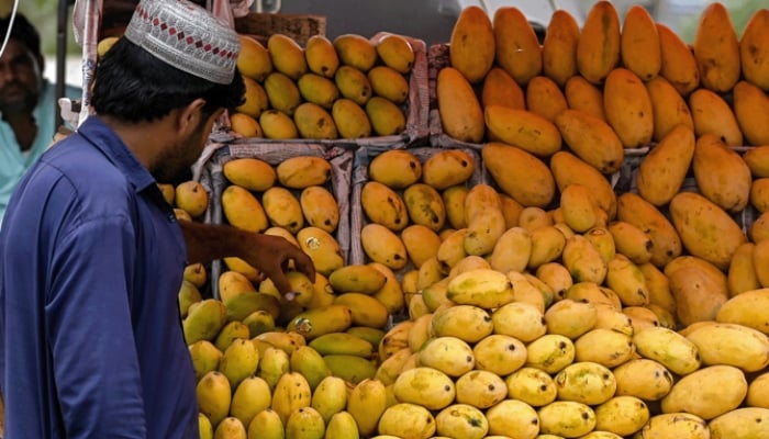 A fruit vendor arranges mangoes in Karachi on June 18, 2025. — AFP