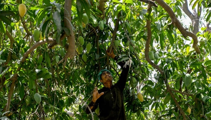 This photograph taken on June 4, 2026 shows a worker harvesting mangoes from a tree at an orchard in Hyderabad. — AFP