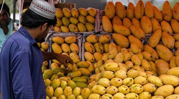 Pakistan's mango exports shrink as Middle East war impacts linger