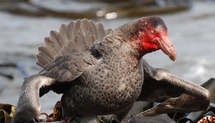 Northern giant petrel, a migratory seabird. — Australia government website