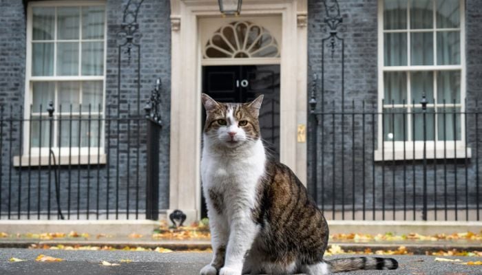 Larry the cat awaits his seventh UK prime minister at No 10 after Starmer resigns
