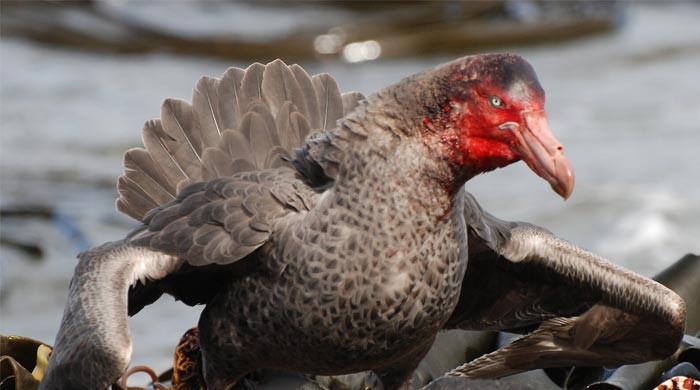 Australia reports second H5N1 bird flu case in migratory seabird