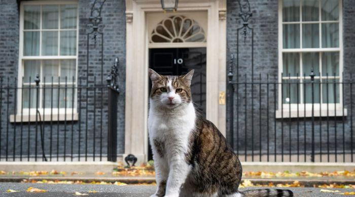 Larry the cat awaits his seventh UK prime minister at No 10 after Starmer resigns