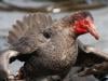 Australia reports second H5N1 bird flu case in migratory seabird