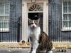 Larry the cat awaits his seventh UK prime minister at No 10 after Starmer resigns