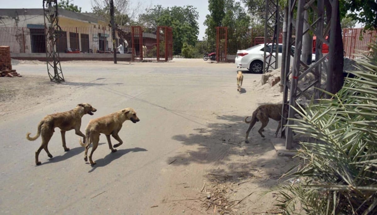 A group of dogs wander on a street. — Online/File